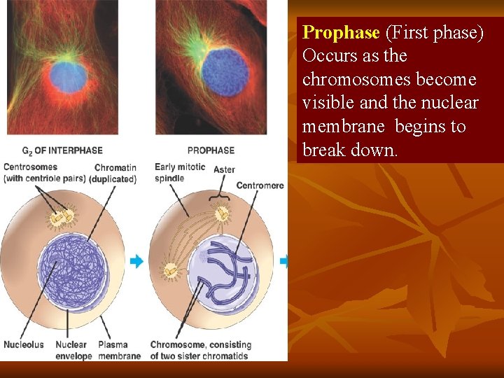 Prophase (First phase) Occurs as the chromosomes become visible and the nuclear membrane begins