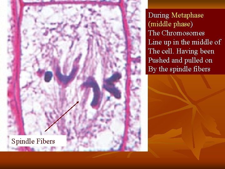 During Metaphase (middle phase) The Chromosomes Line up in the middle of The cell.