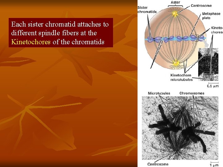 Each sister chromatid attaches to different spindle fibers at the Kinetochores of the chromatids