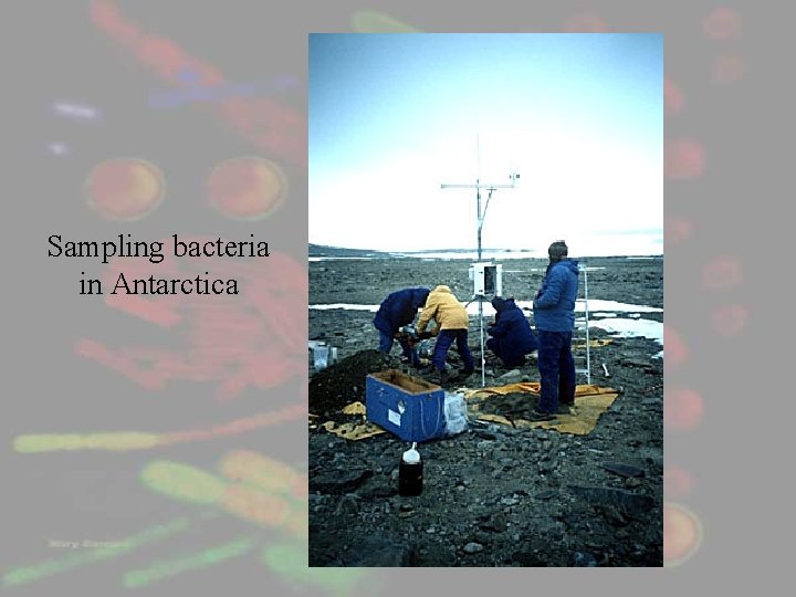 Sampling bacteria in Antarctica 