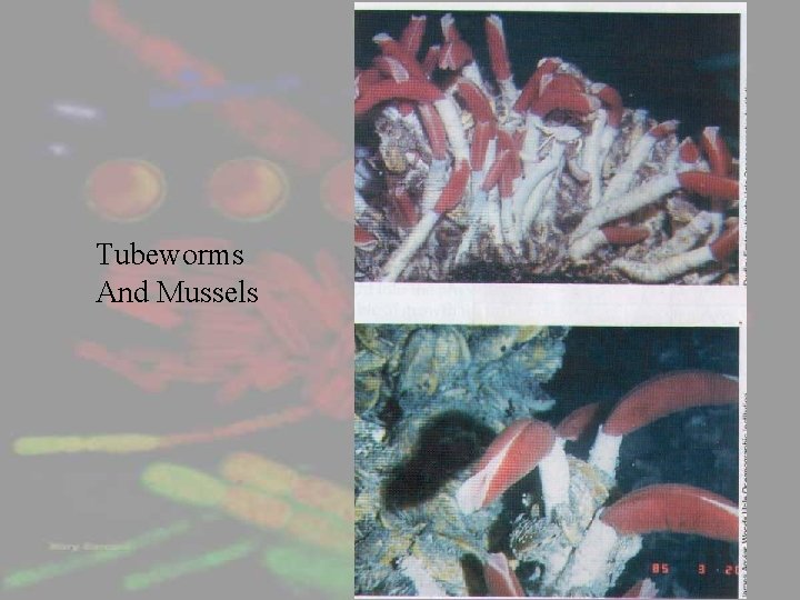 Tubeworms And Mussels 