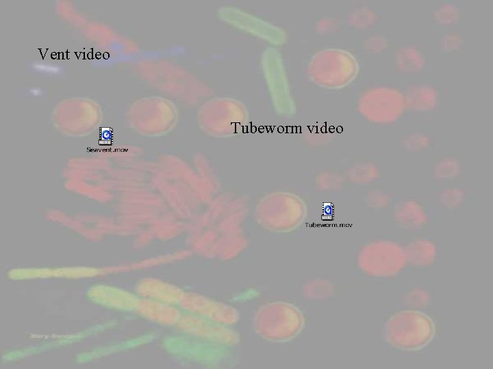 Vent video Tubeworm video 