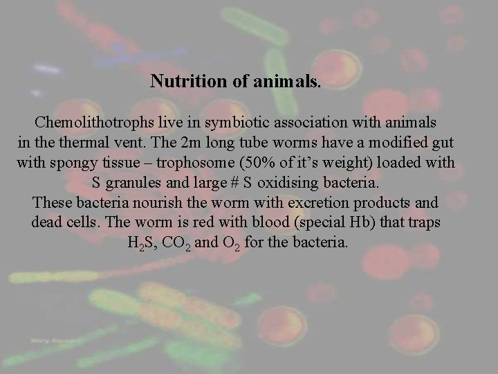 Nutrition of animals. Chemolithotrophs live in symbiotic association with animals in thermal vent. The