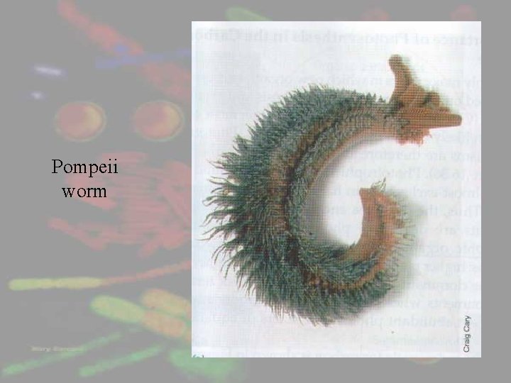 Pompeii worm 