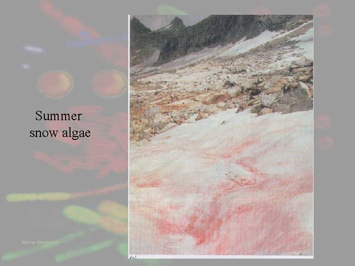 Summer snow algae 
