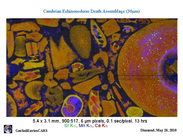 Cambrian Echinonoderm Death Assemblage (30µm) 5. 4 x 3. 1 mm, 900: 517, 6