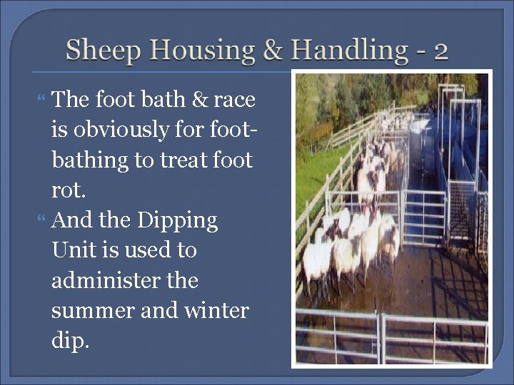 The foot bath & race is obviously for footbathing to treat foot rot. And