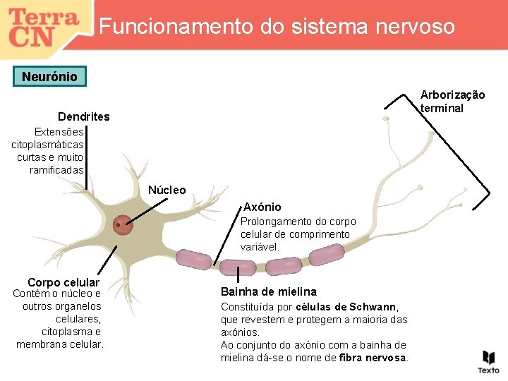 Funcionamento do sistema nervoso Neurónio Arborização terminal Dendrites Extensões citoplasmáticas curtas e muito ramificadas.