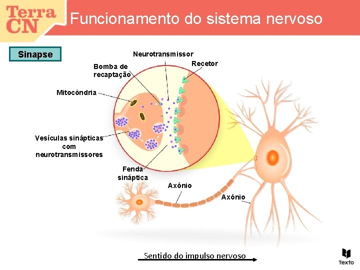 Funcionamento do sistema nervoso Sinapse Neurotransmissor Recetor Bomba de recaptação Mitocôndria Vesículas sinápticas com