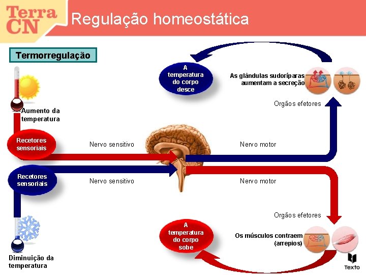 Regulação homeostática Termorregulação A temperatura do corpo desce As glândulas sudoríparas aumentam a secreção