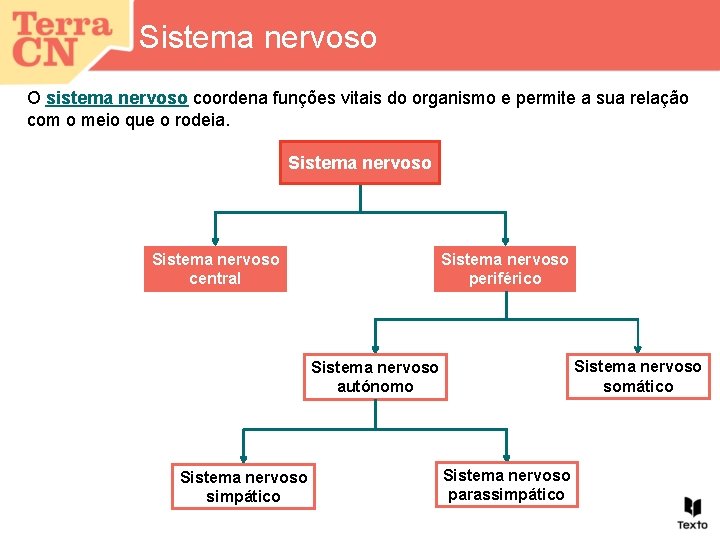 Sistema nervoso O sistema nervoso coordena funções vitais do organismo e permite a sua