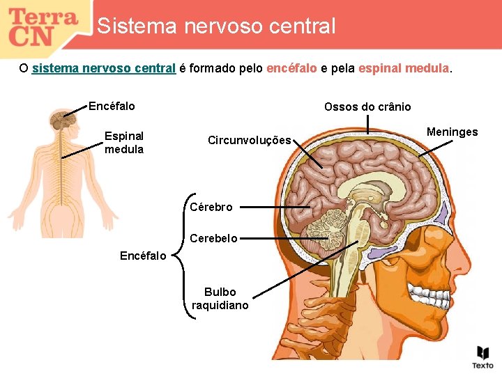 Sistema nervoso central O sistema nervoso central é formado pelo encéfalo e pela espinal