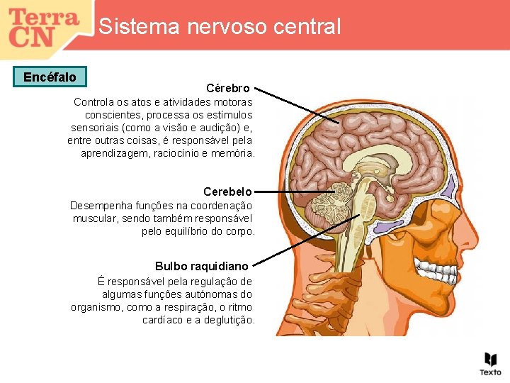 Sistema nervoso central Encéfalo Cérebro Controla os atos e atividades motoras conscientes, processa os