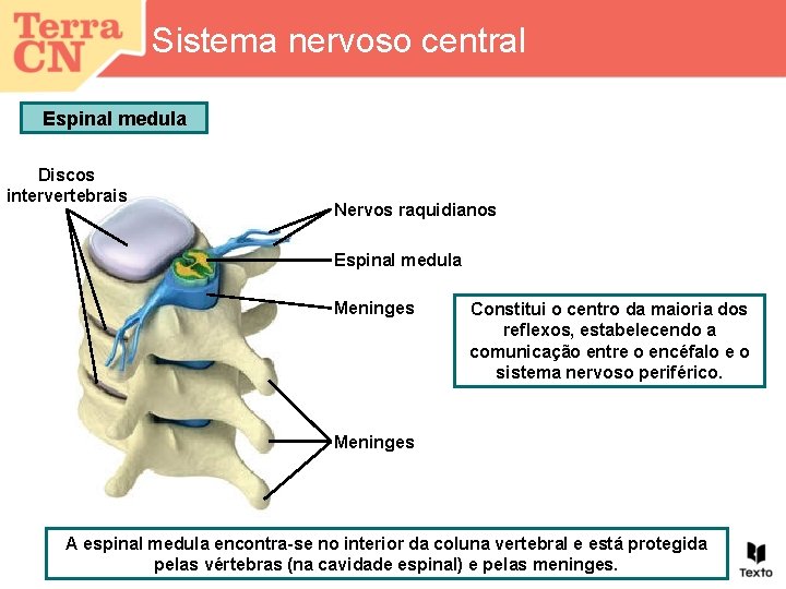 Sistema nervoso central Espinal medula Discos intervertebrais Nervos raquidianos Espinal medula Meninges Constitui o