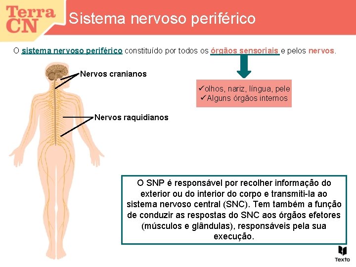 Sistema nervoso periférico O sistema nervoso periférico constituído por todos os órgãos sensoriais e