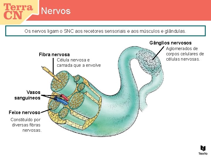 Nervos Os nervos ligam o SNC aos recetores sensoriais e aos músculos e glândulas.