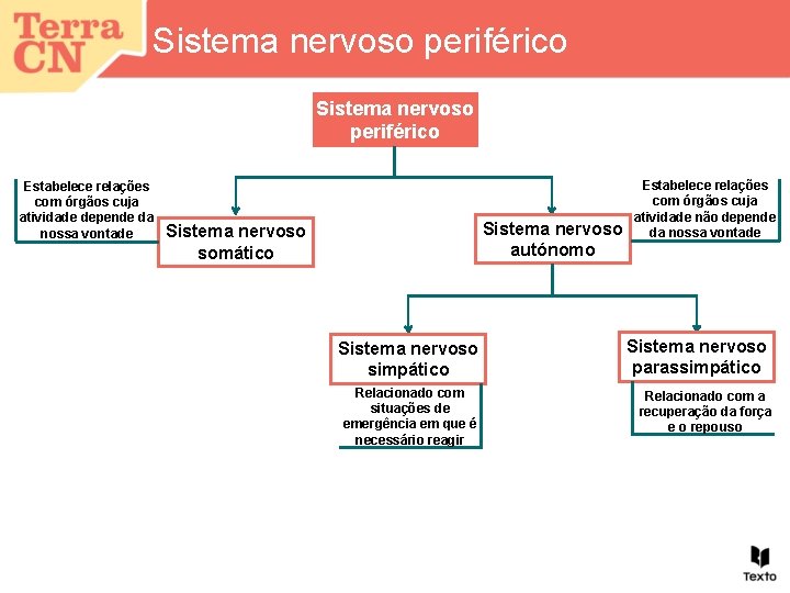 Sistema nervoso periférico Estabelece relações com órgãos cuja atividade depende da nossa vontade Sistema