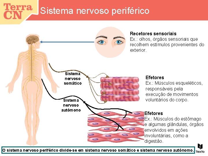 Sistema nervoso periférico Recetores sensoriais Ex. : olhos, órgãos sensoriais que recolhem estímulos provenientes