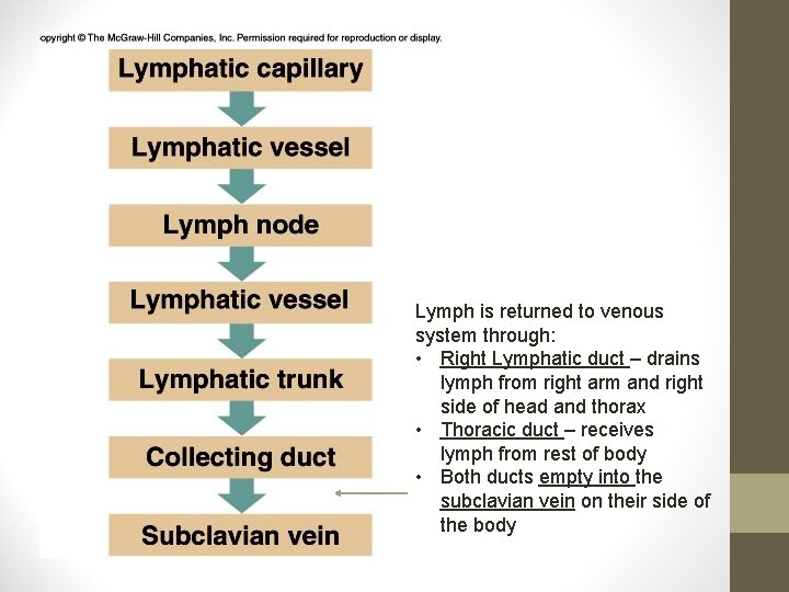 Lymph is returned to venous system through: • Right Lymphatic duct – drains lymph