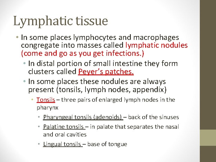 Lymphatic tissue • In some places lymphocytes and macrophages congregate into masses called lymphatic