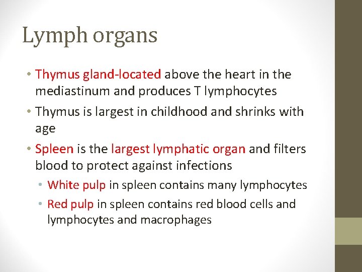 Lymph organs • Thymus gland-located above the heart in the mediastinum and produces T