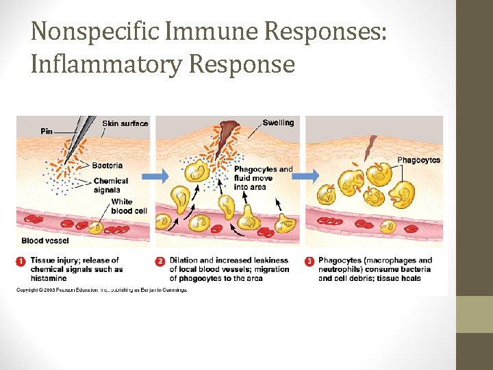Nonspecific Immune Responses: Inflammatory Response 