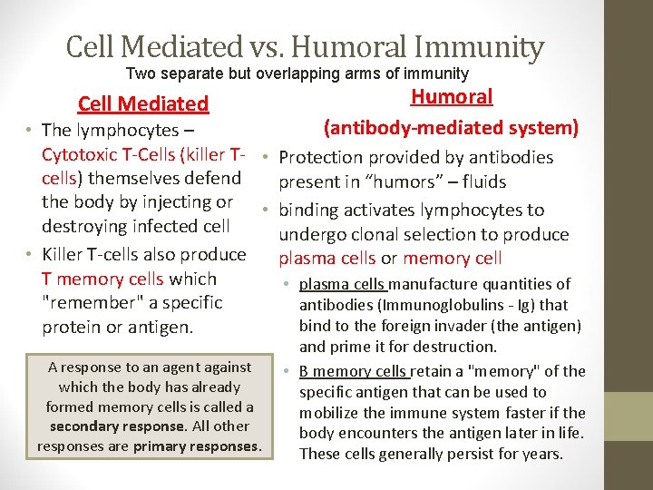 Cell Mediated vs. Humoral Immunity Two separate but overlapping arms of immunity Cell Mediated