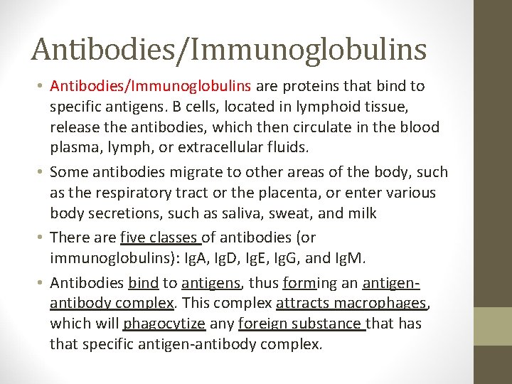 Antibodies/Immunoglobulins • Antibodies/Immunoglobulins are proteins that bind to specific antigens. B cells, located in