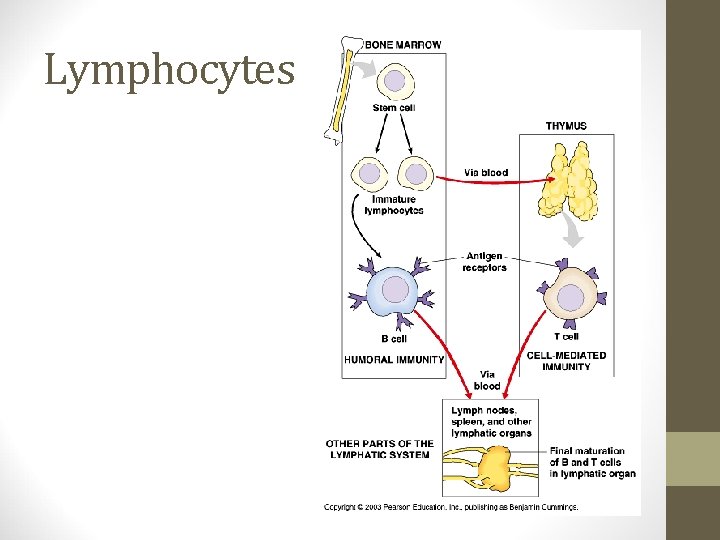 Lymphocytes 