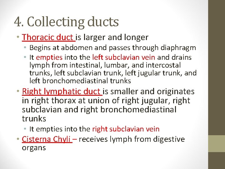 4. Collecting ducts • Thoracic duct is larger and longer • Begins at abdomen