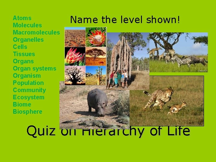 Atoms Molecules Macromolecules Organelles Cells Tissues Organ systems Organism Population Community Ecosystem Biome Biosphere Atoms Molecules Macromolecules Organelles Cells Tissues Organ systems Organism Population Community Ecosystem Biome Biosphere