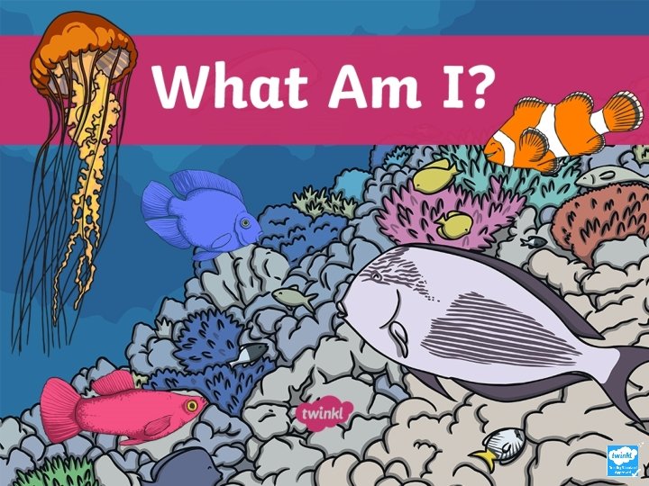 What am I Click the seaweed for clues