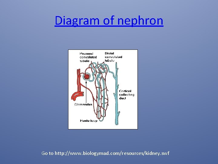 Diagram of nephron Go to http: //www. biologymad. com/resources/kidney. swf 