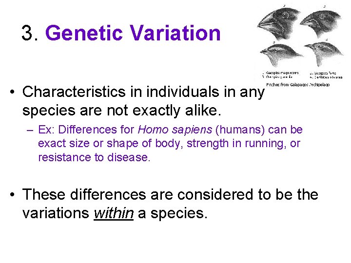 3. Genetic Variation • Characteristics in individuals in any species are not exactly alike.