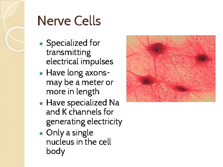 Nerve Cells ● ● Specialized for transmitting electrical impulses Have long axonsmay be a