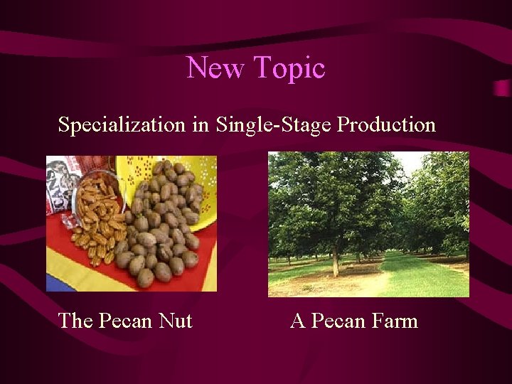 New Topic Specialization in Single-Stage Production The Pecan Nut A Pecan Farm 
