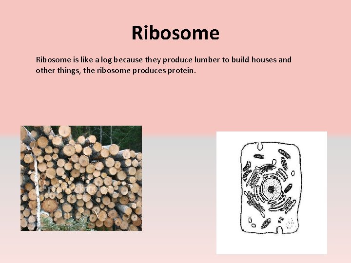 Ribosome is like a log because they produce lumber to build houses and other