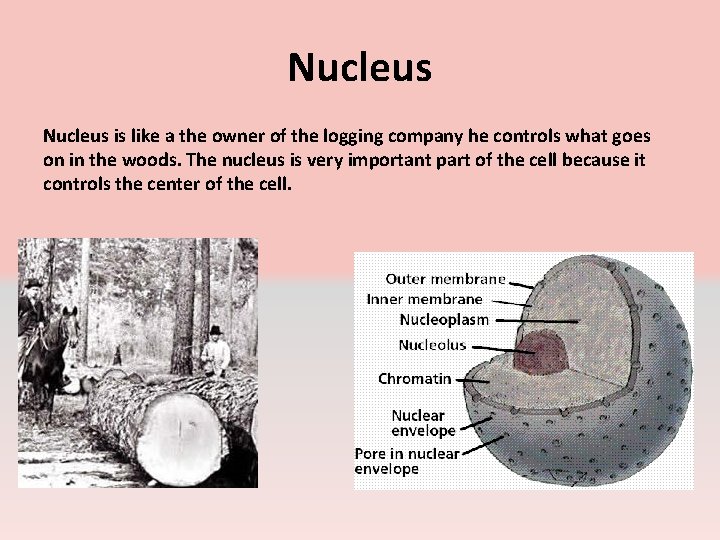 Nucleus is like a the owner of the logging company he controls what goes