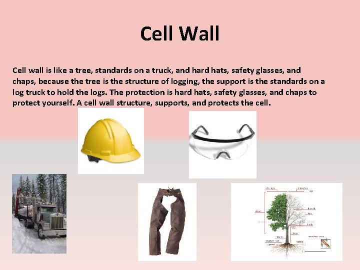 Cell Wall Cell wall is like a tree, standards on a truck, and hard