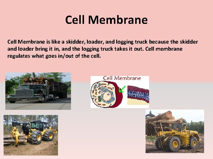 Cell Membrane is like a skidder, loader, and logging truck because the skidder and