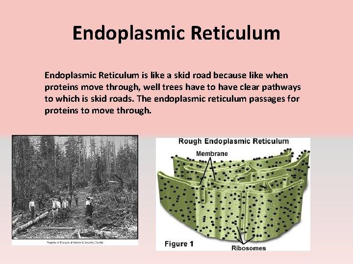 Endoplasmic Reticulum is like a skid road because like when proteins move through, well
