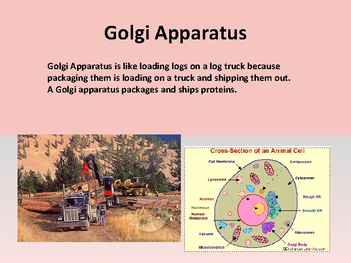 Golgi Apparatus is like loading logs on a log truck because packaging them is