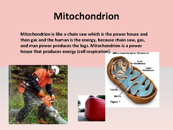 Mitochondrion is like a chain saw which is the power house and then gas