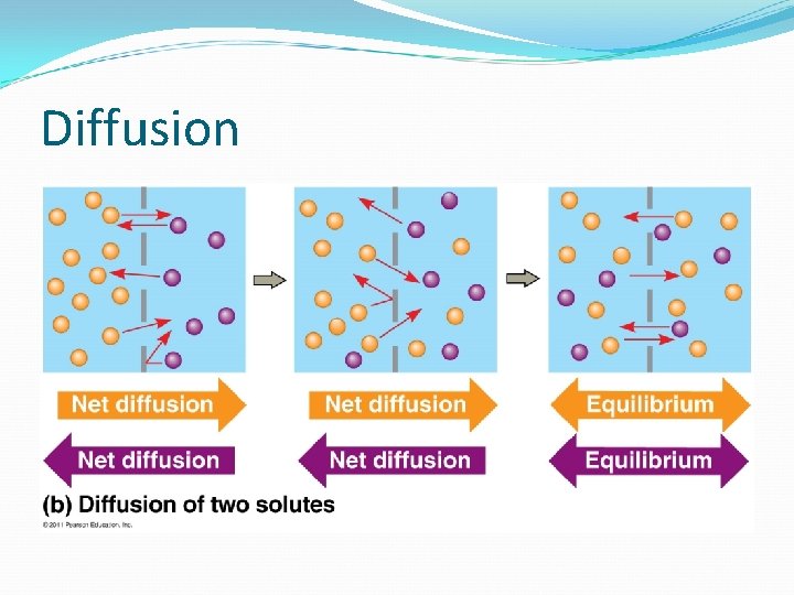 Diffusion Absorption Chapter 7 Membrane Structure and Function What You