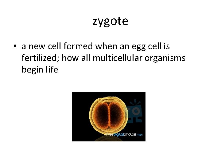 zygote • a new cell formed when an egg cell is fertilized; how all