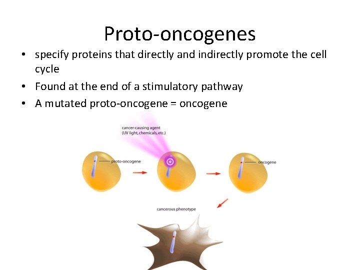 Proto-oncogenes • specify proteins that directly and indirectly promote the cell cycle • Found