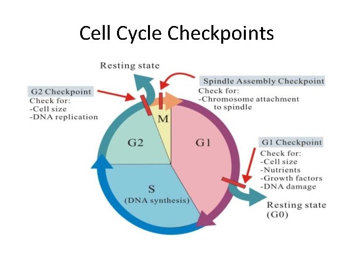 Cell Cycle Checkpoints 