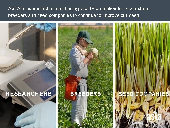 ASTA is committed to maintaining vital IP protection for researchers, breeders and seed companies