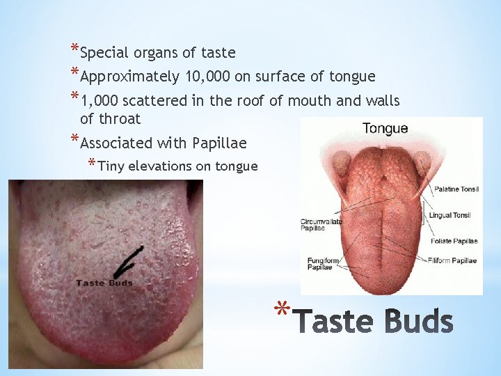 *Special organs of taste *Approximately 10, 000 on surface of tongue *1, 000 scattered