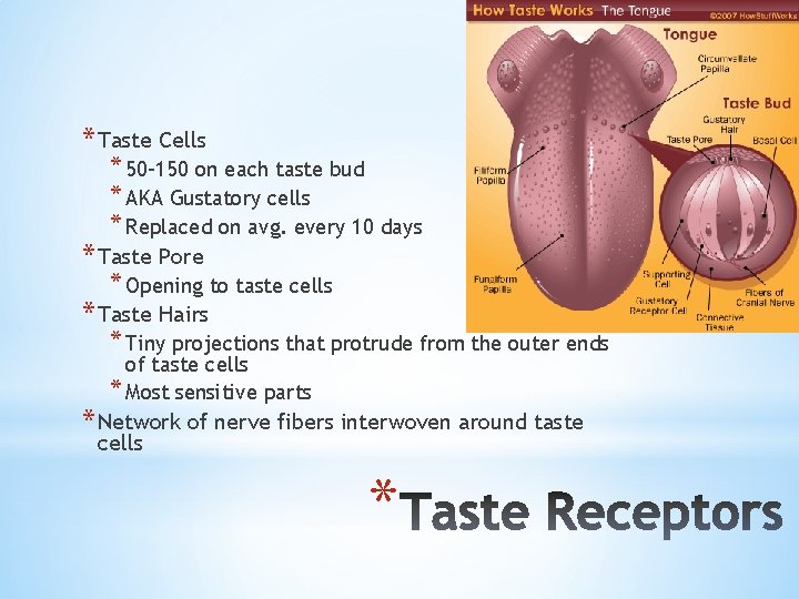 * Taste Cells * 50 -150 on each taste bud * AKA Gustatory cells